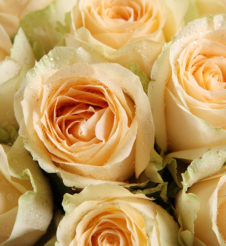 Champagne Pink Roses — alternate view