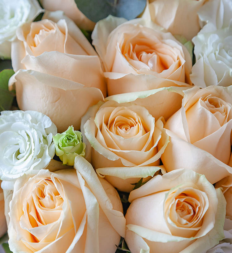 Champagne Pink Roses — alternate view