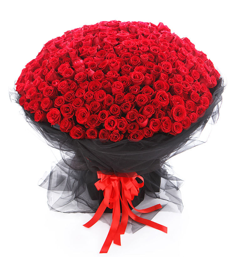 Corolla Red Roses