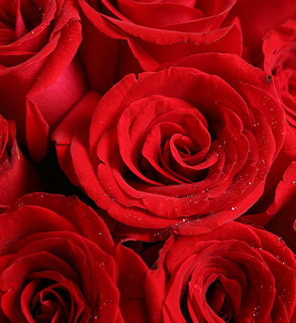 Corolla Red Roses — alternate view