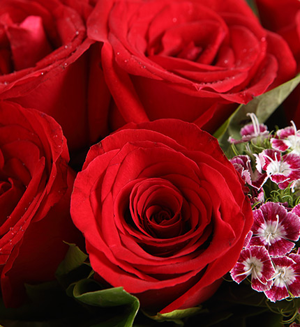 Corolla Red Roses — alternate view