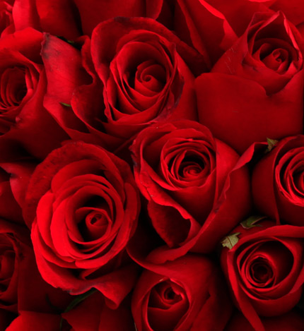 Corolla Red Roses — alternate view