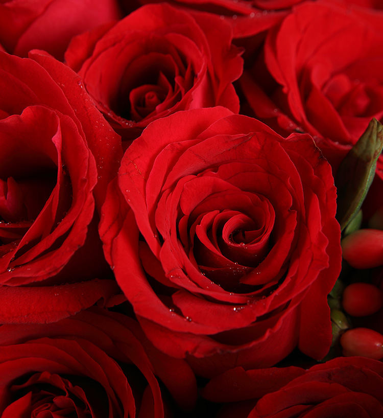 Corolla Red Roses — alternate view