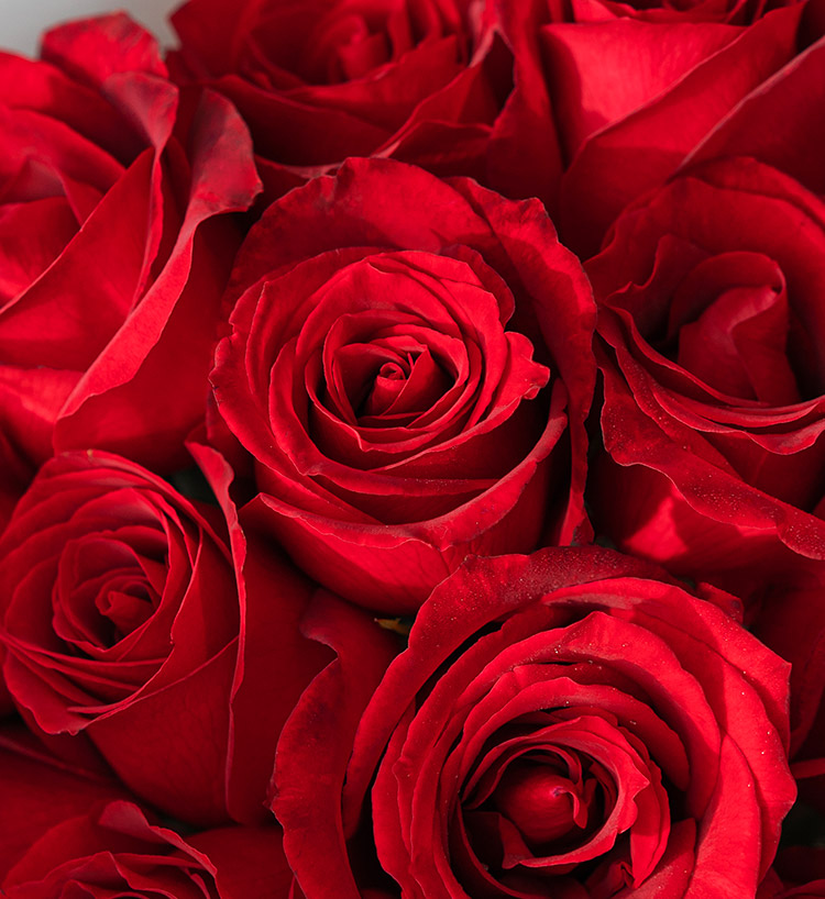 Corolla Red Roses — alternate view