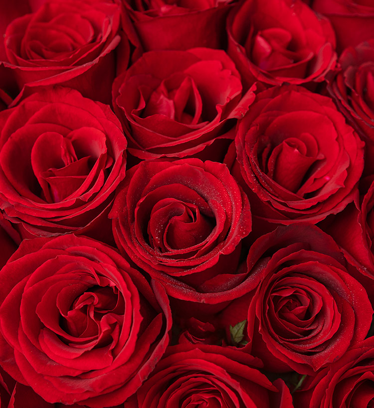 Corolla Red Roses — alternate view