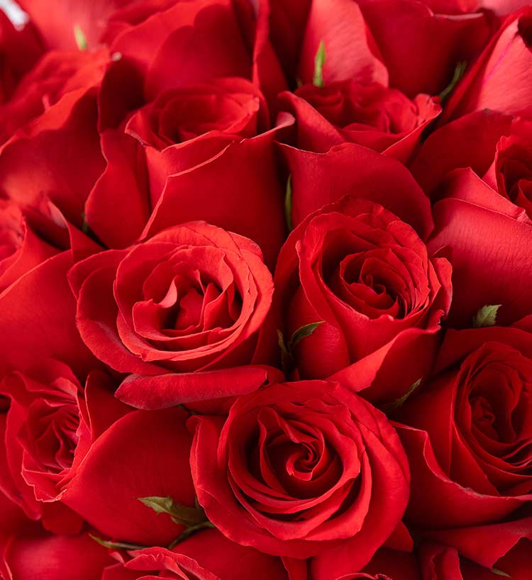Devoted Love Red Roses — alternate view