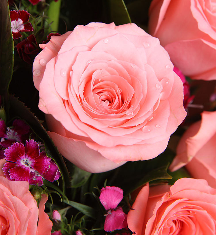 Diana Pink Roses — alternate view