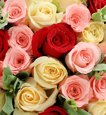 Diana Red Roses — alternate view