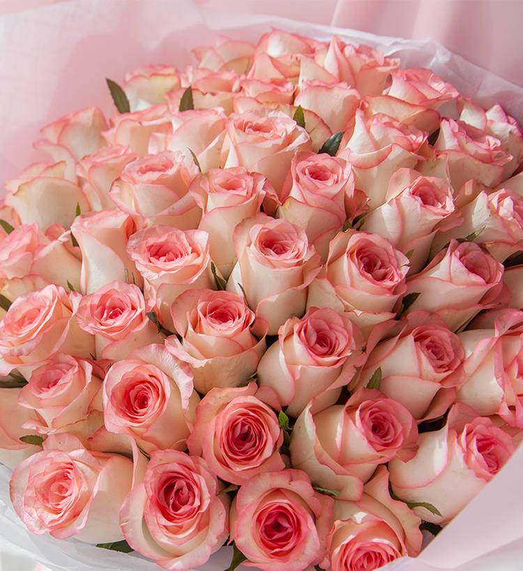 Elsa Pink Roses — alternate view