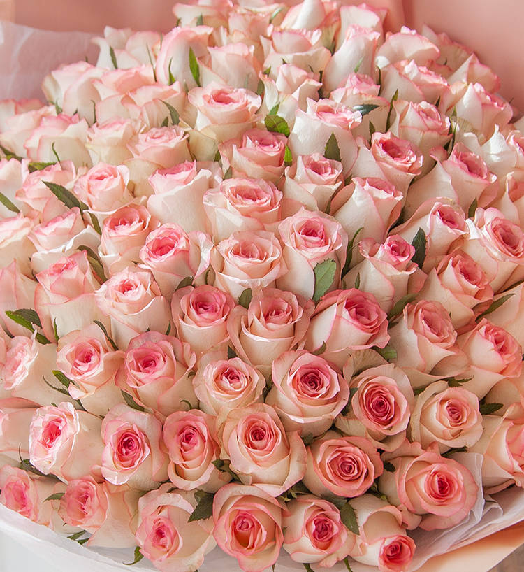 Elsa Princess 99 Roses — alternate view