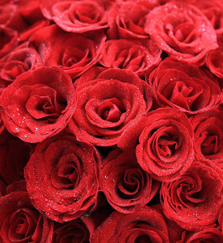 Eternal Promise 99 Red Roses — alternate view