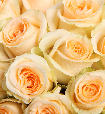 Everlasting Love Champagne Roses — alternate view