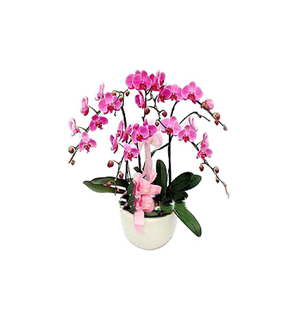 Five Pink Phalaenopsis Orchids