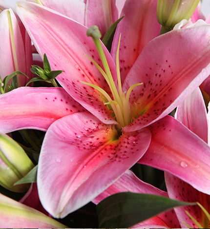 Heart in Bloom — alternate view