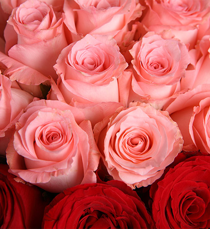 Fifty Diana Pink Roses Bouquet — alternate view