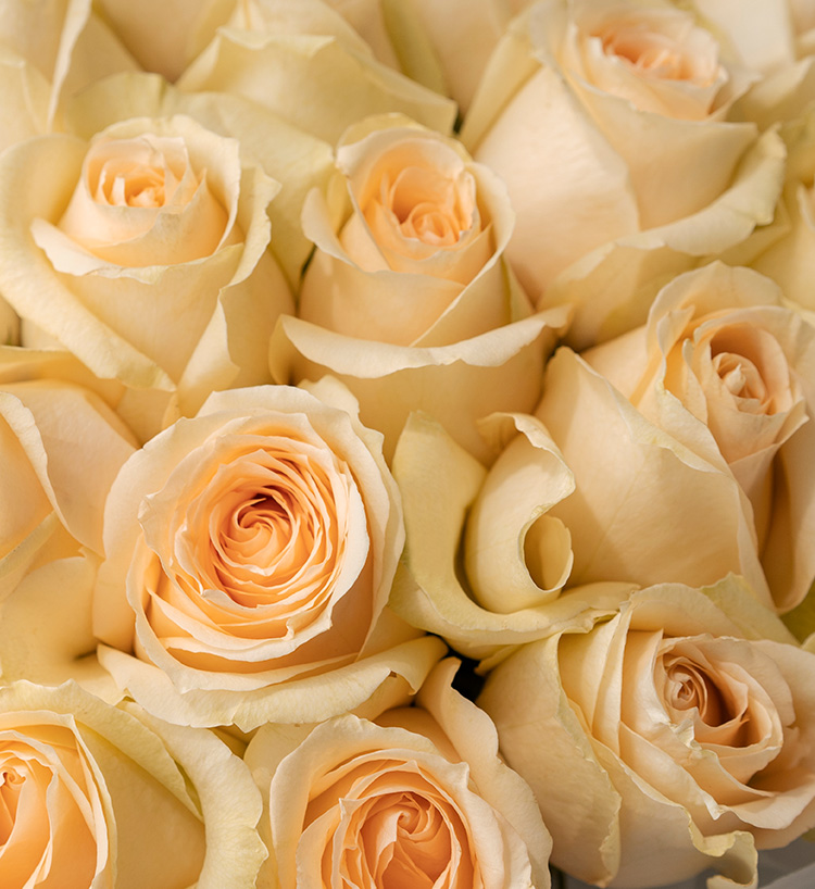 Thirty-three Roses Bouquet — alternate view