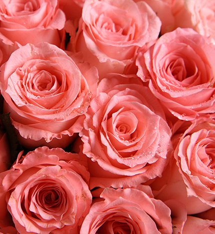 Only You Pink Roses — alternate view