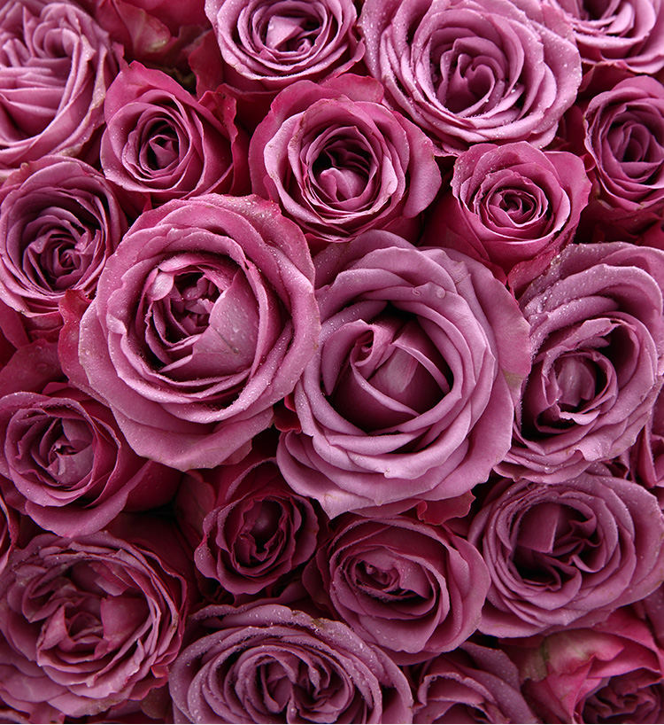 Pink Roses — alternate view
