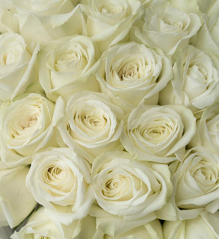 Pink Roses — alternate view