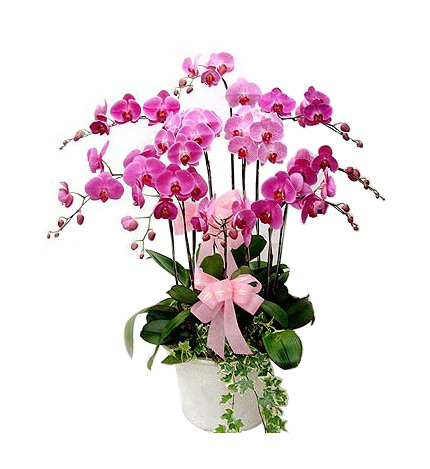 Ten Purple-Red Phalaenopsis Orchids