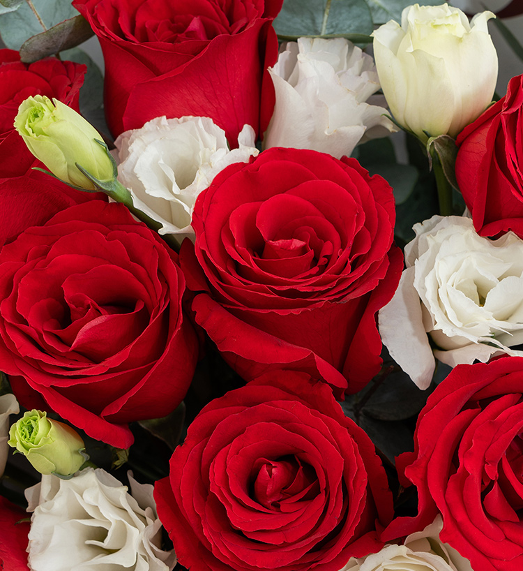True Heart Red Roses — Plus — alternate view