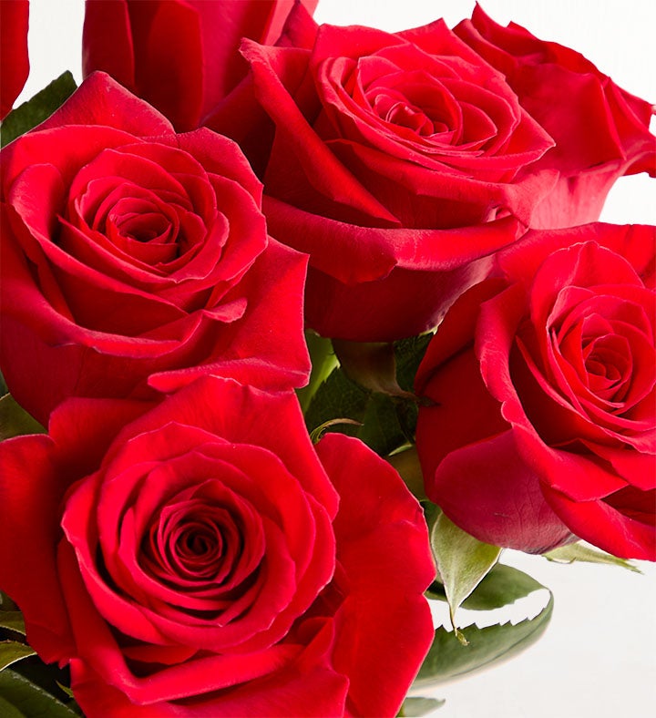 Two Dozen Red Roses — alternate view